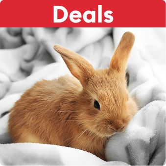 Deals text and a brown rabbit resting on a blanket