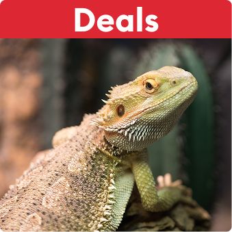 Deals text and a bearded dragon perched on a rock