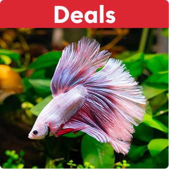 Deals text and a betta fish swimming among green plants