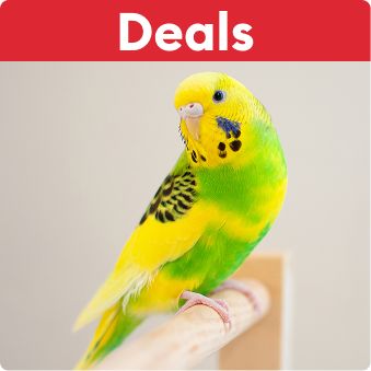 Deals text and a yellow & green parakeet perched on a branch