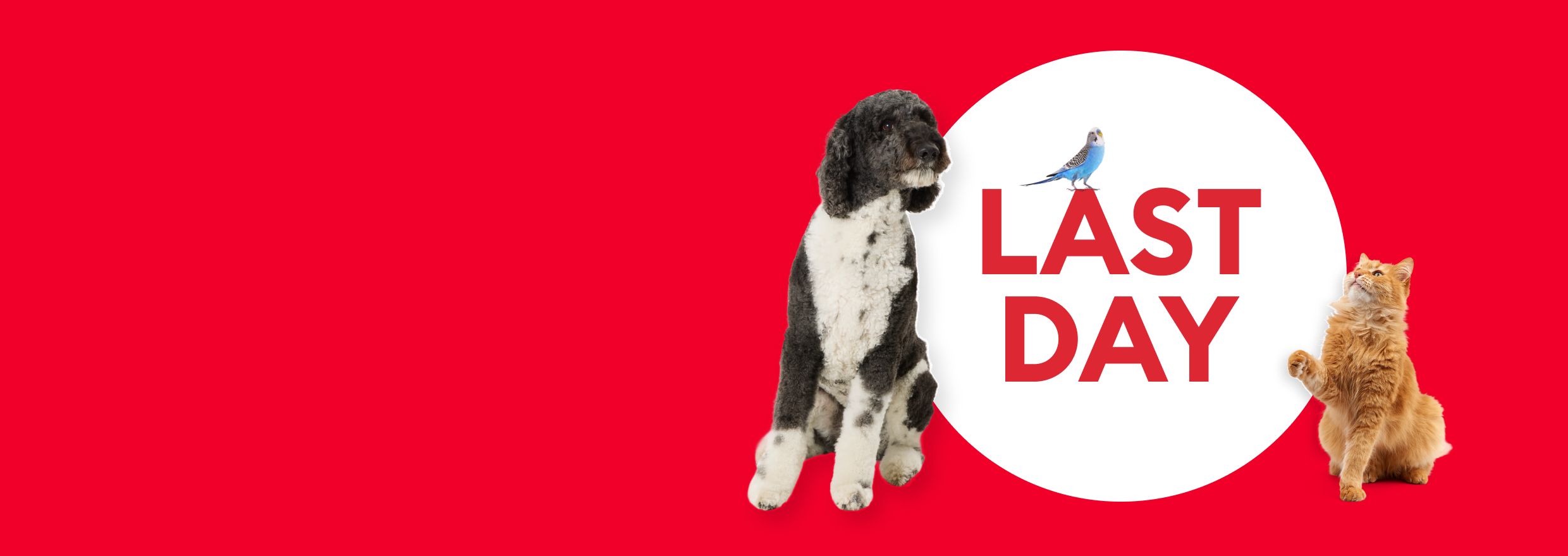 Multiple pets around text that says 10X points and last day