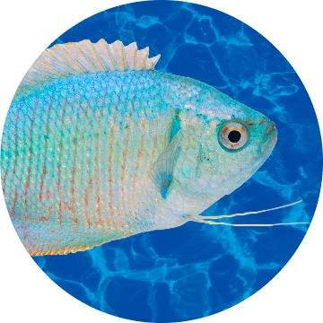 Blue gourami fish swimming