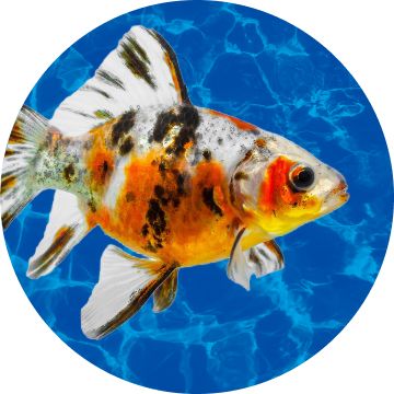 Calico goldfish with orange, white & black markings