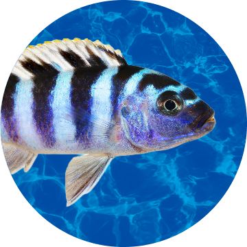Black-and-white striped cichlid fish