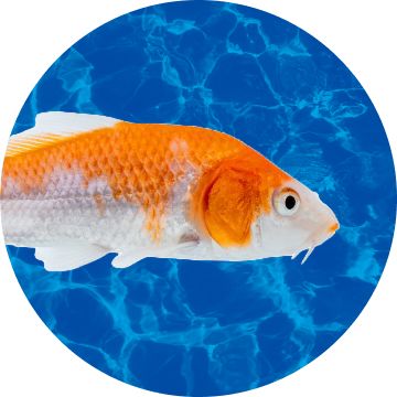 Orange and white koi fish