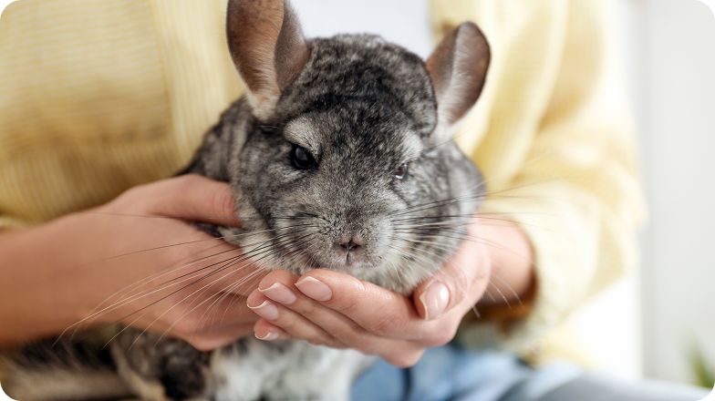 Person gently holding a gray chinchilla