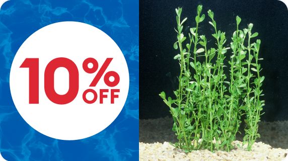 Top Fin Moneywort Live Plant & a 10% off callout