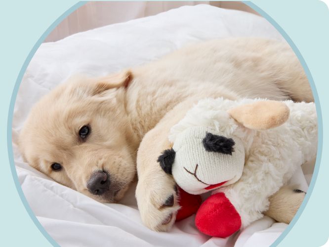 Puppy laying on a bed with a Lamp Chop toy