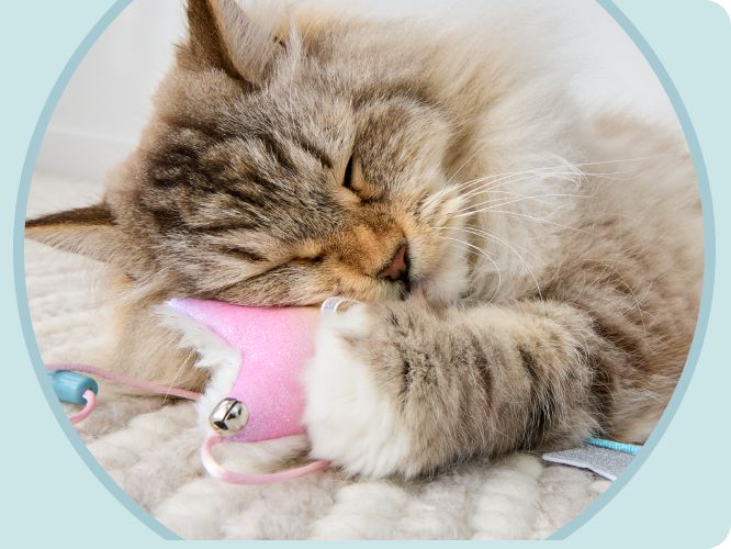 Kitten laying on the floor and cuddling a toy