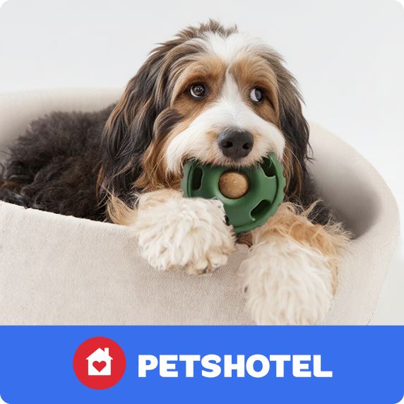 Fluffy dog lying in a soft bed chewing a green toy and a PetsHotel logo