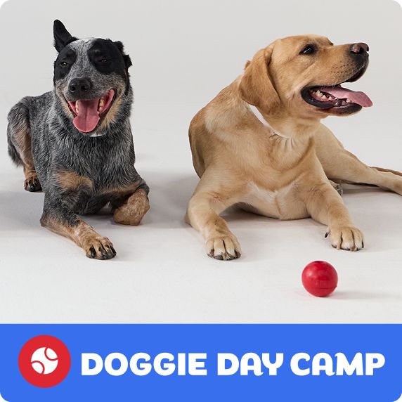 Two dogs resting side by side on the floor with a red ball in front of them and a Doggie Day Camp logo