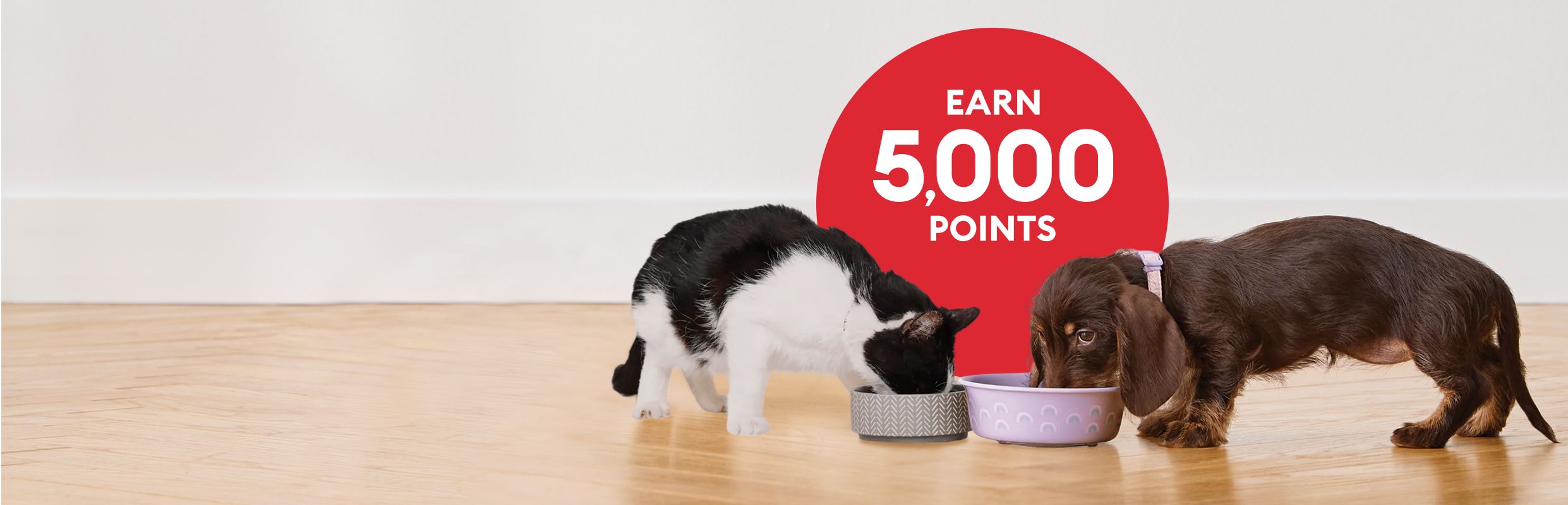 Black & white cat and brown dachshund eating from bowls with a red circle behind them that says earn 5,000 points