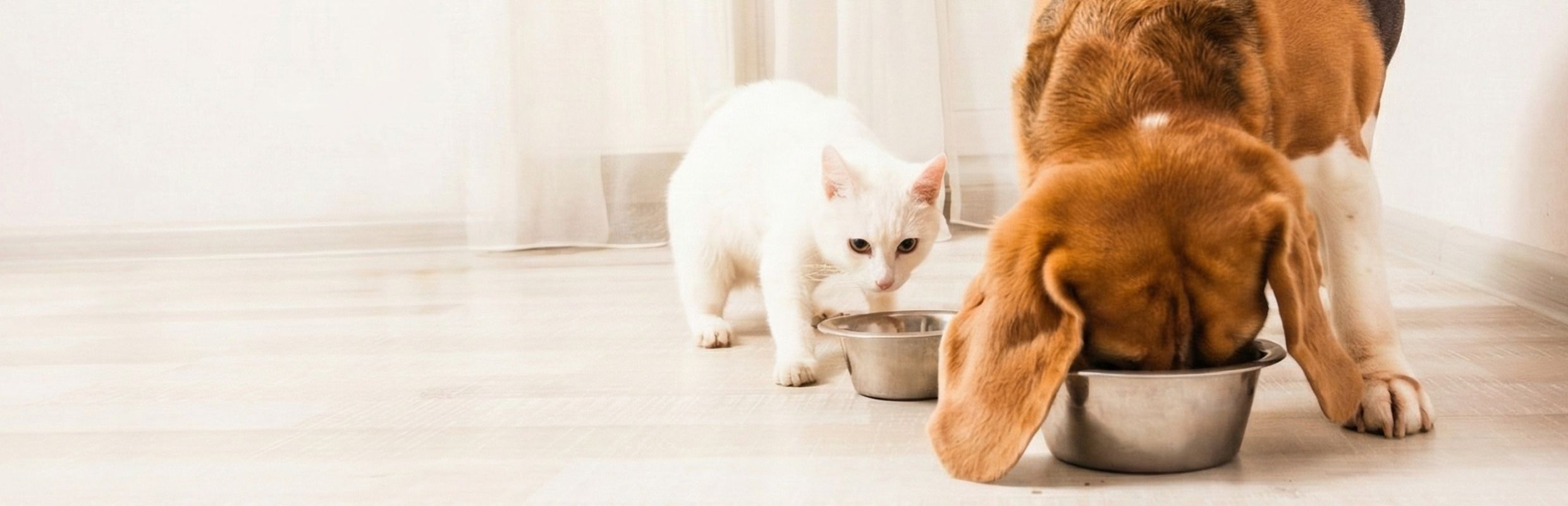 Cat and a dog eating food out of bowls