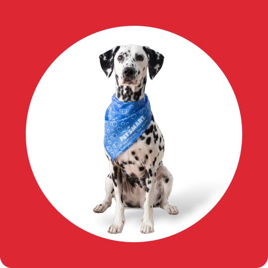 Dalmatian dog with a blue PetSmart bandana