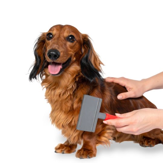 Dog getting brushed
