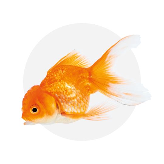 An orange goldfish