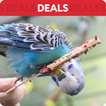 Parakeet eating treat; text that says deals