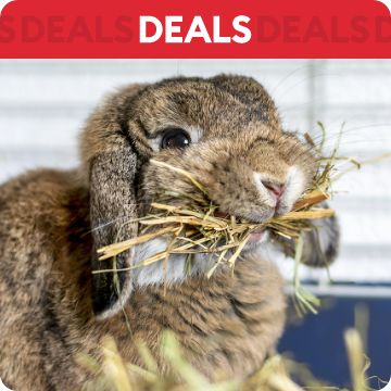 Rabbit eating hay; text that says deals