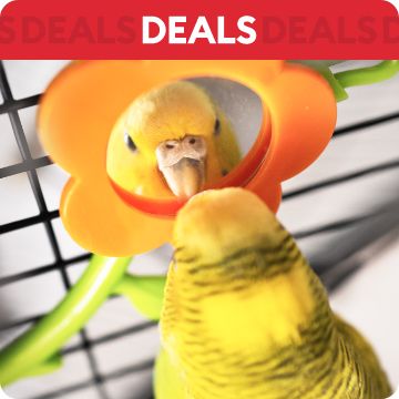 Parakeet looking in mirror; text that says deals