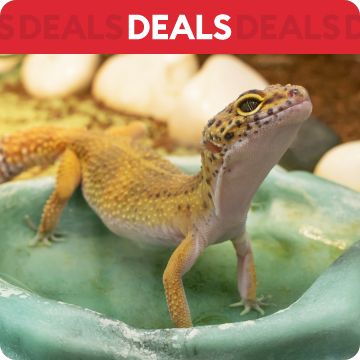 Lizard standing in dish; text that says deals