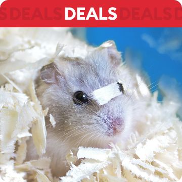 Hamster burrowing in bedding; text that says deals