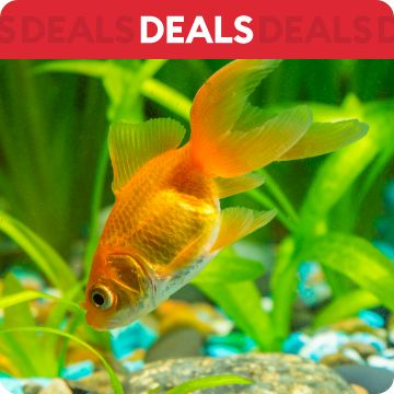 Pet Supplies Discounts Sales PetSmart