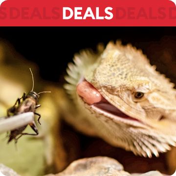 Bearded dragon being fed insect; text that says deals