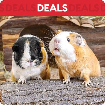 Pair of guinea pigs; text that says deals