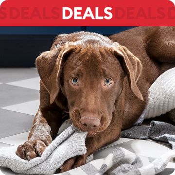 Dog chewing on blanket; text that says deals