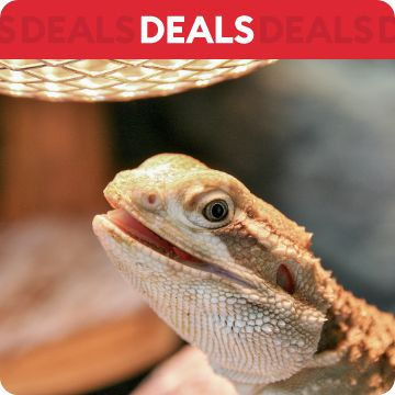 Bearded dragon basking under light; text that says deals