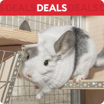 Chinchilla in habitat; text that says deals