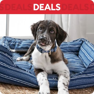 Dog laying in bed; text that says deals