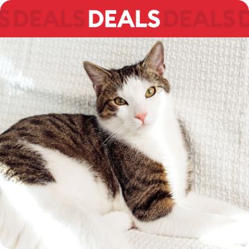 Cat laying against white couch; text that says deals