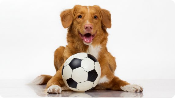 A dog laying next to a soccer ball