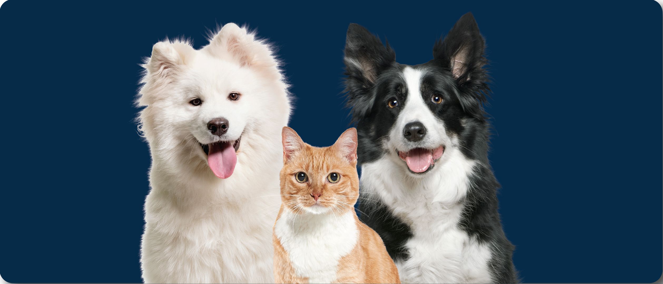 Two dogs and a cat on a dark navy background