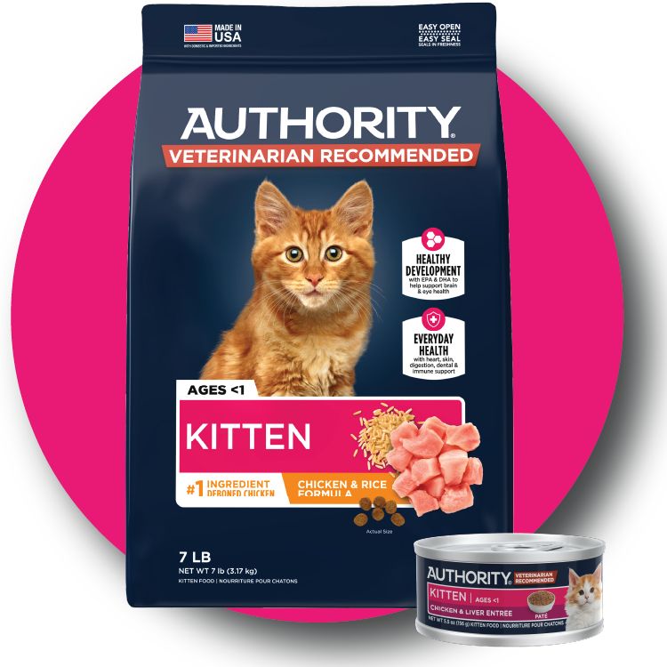 Authority kitten food