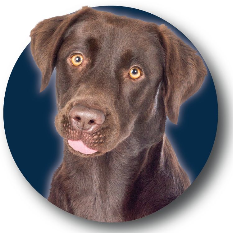 Chocolate lab on dark navy background