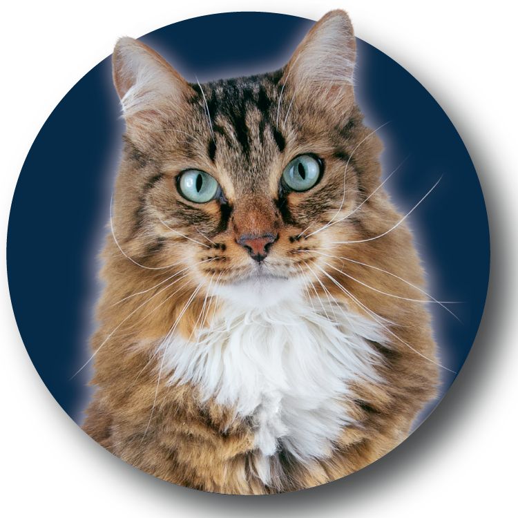 Brown and black striped cat on a dark navy background