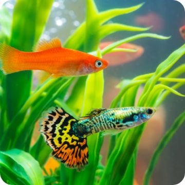 Fish swimming