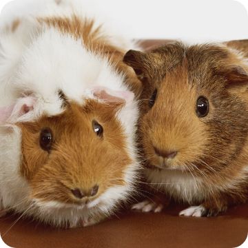 Small pet deals