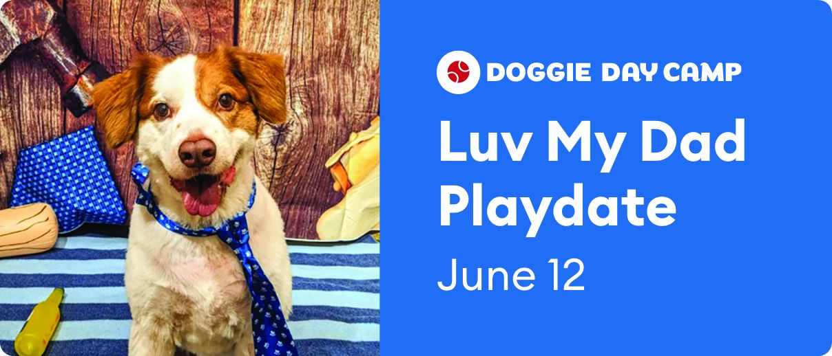 Dog at Doggie Day Camp. Luv My Dad Playdate, June 12