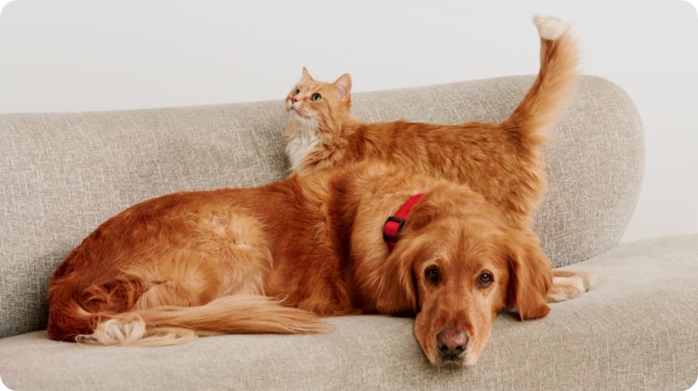 Dog and cat on a couch