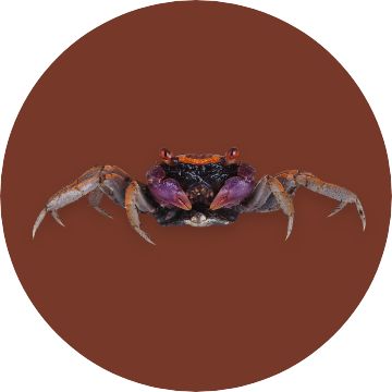 Semi-Aquatic Crabs