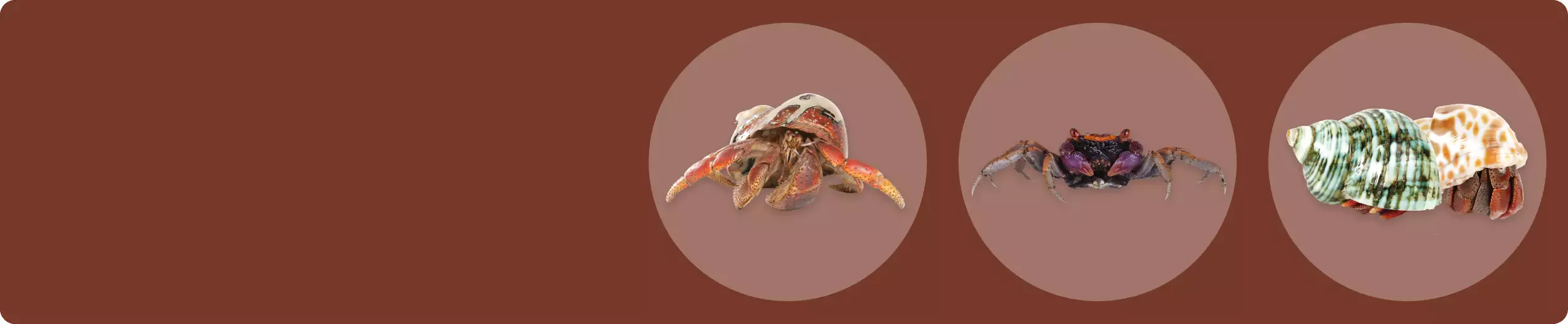 Semi-Aquatic Crabs. Find out which species can live with your semi-aquatic crabs.