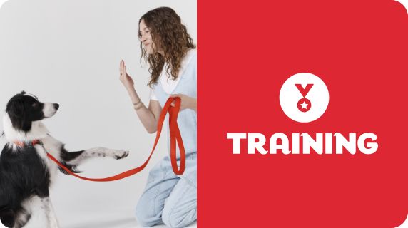 Dog Training logo and a pet parent working with her dog in a class