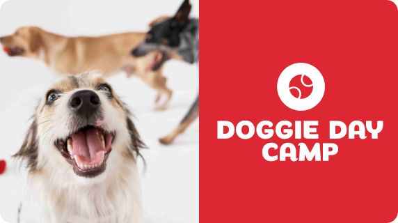Doggie Day Camp logo and three dogs playing together