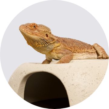 Reptile sitting on a habitat