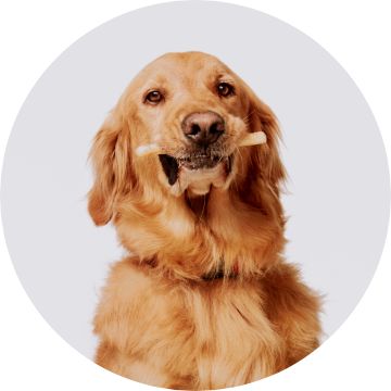 Dog holding a treat in their mouth