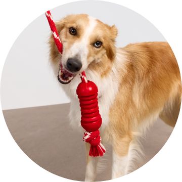 Dog playing with a rope toy