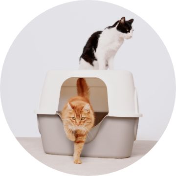 Two cats on a litter box